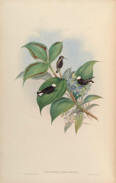 Microchera albocoronata af John Gould